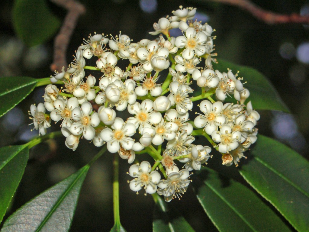 Una bella fioritura bianca